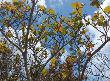 Trail Walking La Trinité - La Caravelle - Photo