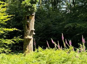 Excursión sport Habscht - Grillplaz - Photo