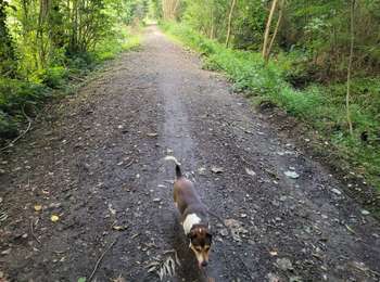 Trail Walking Geer - geer  - Photo