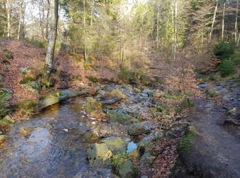 Trail Walking Eupen - Ternell  - Réserve naturelle des Hautes Fagnes - Photo