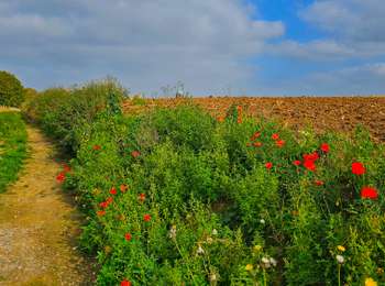 Excursión Senderismo Sombreffe - Promenade des 3 viviers - Sombreffe - Photo