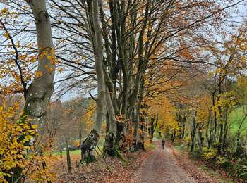 Tocht Stappen Waimes - 2023-11-10_22h16m17_t119964214_sur les versants de la warchenne w10.gpx.xml - Photo