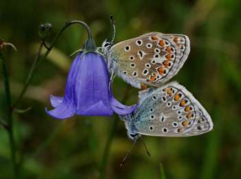 Trail On foot Büllingen - Rund um den See - Photo