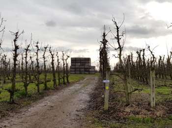 Percorso Marcia Borgloon - Kerniel (Borgloon) - Photo