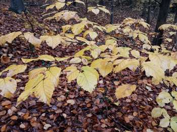 Trail Walking Liège - tournocoti sous la pluie dans Streupas - Photo