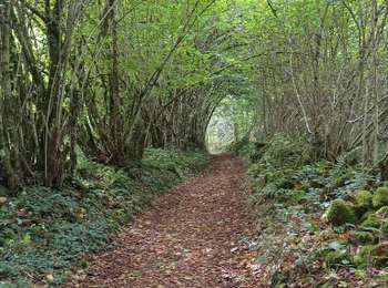 Trail Walking Faucogney-et-la-Mer - reco 100 etangs suite - Photo