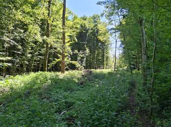 Percorso Mountainbike Virton - Breux - Balade_VTT_36kms - Photo