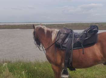 Trail Horseback riding Saintes-Maries-de-la-Mer - 2019-05-03 Rando CVA Camargue Saintes Plage Est - Photo