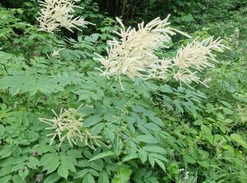 Trail Walking Cerniébaud - CERNIEBAUD PAR DO et Pat  - Photo