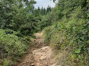Trail Horseback riding Pont-Salomon - ecurie de l'aurore - Photo