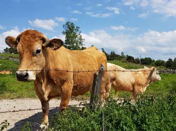 Tour Elektrofahrrad Arzenc-de-Randon - AUBRAC  3dle étape  - Photo