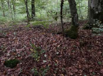 Trail Other activity Châtenois - Champs - Photo