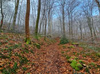 Trail Walking Profondeville - Balade de la Pierre à L'Image - Profondeville - Photo