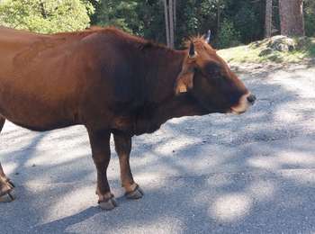 Tour Wandern Corte - vallée de la restonica - Photo