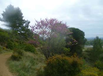 Trail Walking Ornaisons - ORNAISONS - D'Orbieu en Pech - Photo