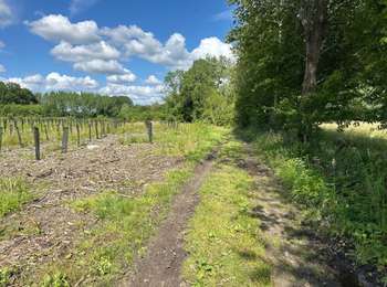 Trail Walking Honnelles - Fayt le Franc - Le Caillou qui bique 18km - Photo