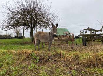 Trail Walking Soignies - Neufvilles 16 km - Photo
