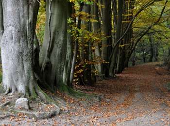 Trail Walking Profondeville - Les Bois de Lustin  - Photo