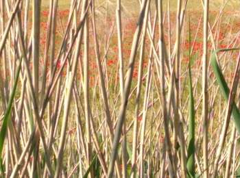 Trail Walking Orchamps - Orchamps  Rochefort 2 juin 2020 CAF - Photo