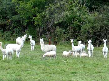 Percorso Marcia Blot-l'Église - Blot_Eglise_Pery - Photo