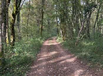 Trail Walking Noroy-le-Bourg - La Croix mercier  - Photo