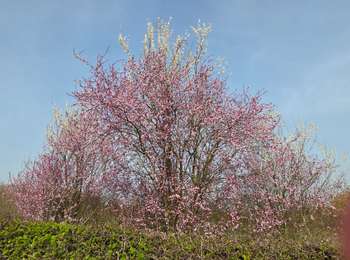 Randonnée Marche Maastricht - Maastricht - Entre Jeker & Meuse - Photo