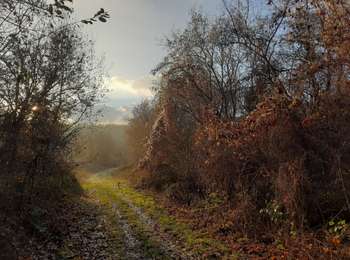 Trail Walking Tinlot - ram - Photo