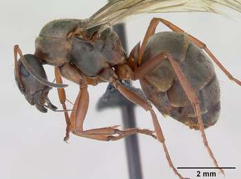 Randonnée A pied Maastricht - 3.Kanne: Croix Orange - Photo