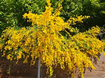 Percorso Marcia Goesdorf - Goebelsmühle  - Photo