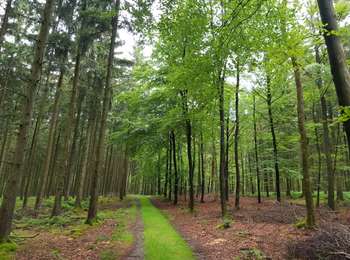 Percorso Marcia Sankt Vith - 2021-05-17_18h38m48_recht - Photo