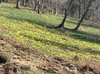 Trail Walking Büllingen - Balade  des Jonquilles :Rocher de Bieley 12 Km - Photo