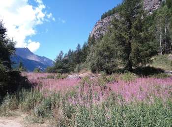 Randonnée A pied Cogne - Alta Via n. 2 della Valle d'Aosta - Tappa 10 - Photo