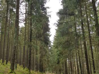 Percorso Marcia Amel - Heppenbach (Amel) - Photo