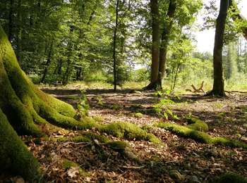 Percorso Motore Tenneville - Tenneville Découvertes - Histoires d'Arbres - Photo