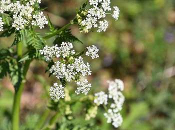Trail On foot Lontzen - Merols - Photo