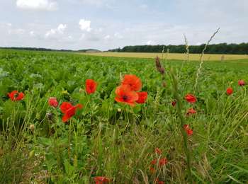 Trail Walking Clavier - Pailhe - Château de Modave - Photo