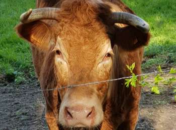 Trail Walking Trooz - Forêt Village (Ferme des Loups) - Magnée - Photo