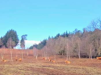 Trail On foot Royère-de-Vassivière - Itinérant Millevaches 2025 E 3 Le villard- Faux la Montagne 25 km - Photo