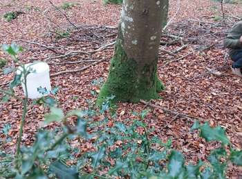 Trail Walking Montfiquet - champignon - Photo