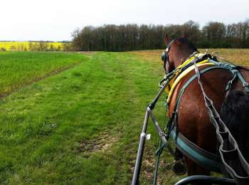 Trail Horseback riding Montrésor - montrésor-orbigny_20 - Photo
