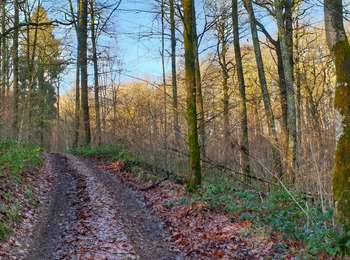 Percorso Marcia Couvin - Balade à Petigny - Photo