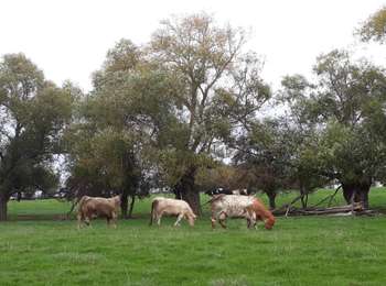 Trail Walking Wasseiges - Wasseiges  - Photo