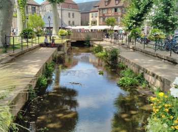 Excursión Senderismo Colmar -  TREK ALSACIEN (balade découverte de Colmar)  - Photo