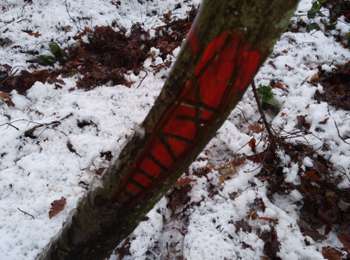 Excursión Otra actividad Beauraing - bois - Photo