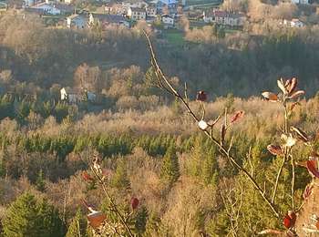 Trail Walking Ravilloles - ravilloles Vichaumois  - Photo