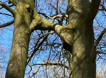 Trail Walking Gerpinnes - Les longs Bonniers  - Photo