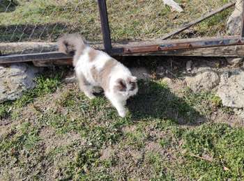 Percorso Marcia Champdieu - Randonnée sur les hauteurs de Champdieu  - Photo