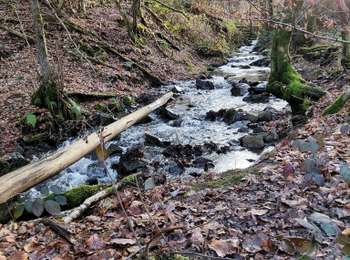 Trail Walking Sprimont - Promenade du fond des trois bois. - Photo