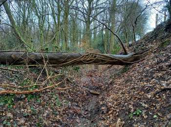 Trail Walking Liège - Bois-de-Breux-Bois de Fayenbois  Boucle  - Photo