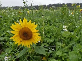 Tocht Stappen Genepiën - #201009 - Villers, Bois de la Bovrée, 4 chênes et ND de la Visitation**** - Photo